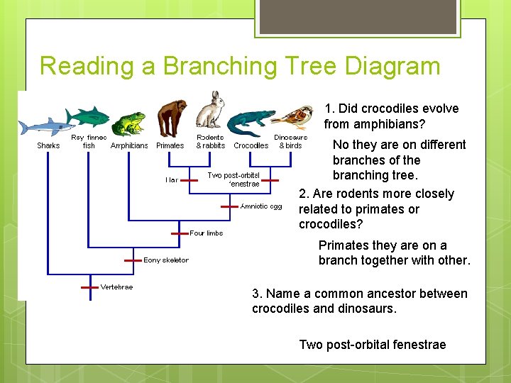 Reading a Branching Tree Diagram 1. Did crocodiles evolve from amphibians? No they are Reading a Branching Tree Diagram 1. Did crocodiles evolve from amphibians? No they are