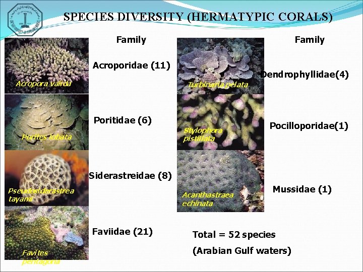 SPECIES DIVERSITY (HERMATYPIC CORALS) Family Acroporidae (11) Acropora valida Dendrophyllidae(4) Turbinaria pelata Poritidae (6)