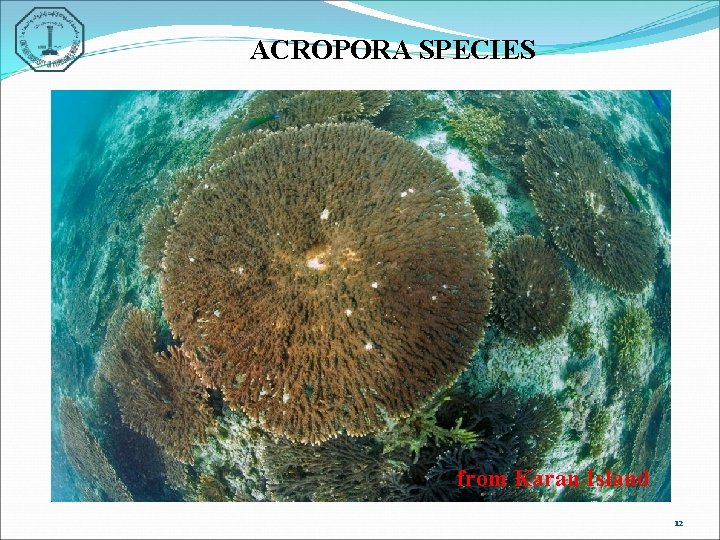 ACROPORA SPECIES from Karan Island 12 