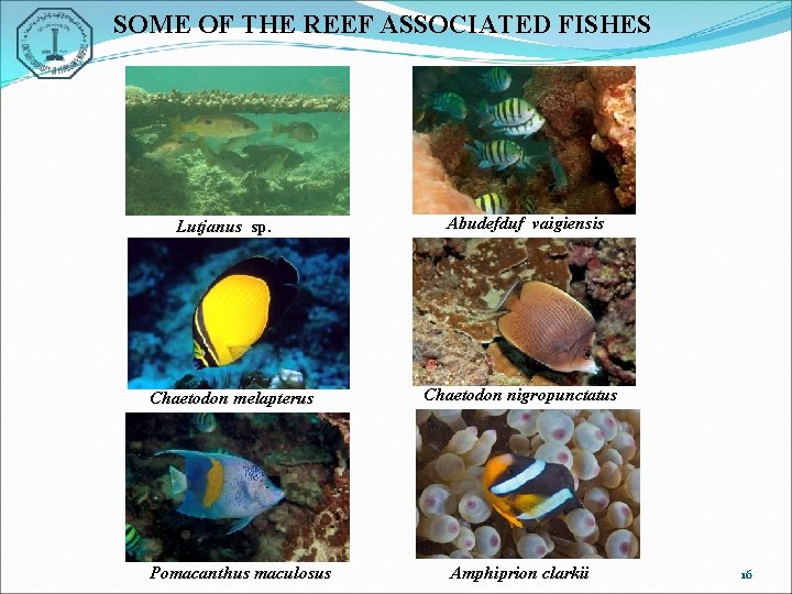 SOME OF THE REEF ASSOCIATED FISHES Lutjanus sp. Chaetodon melapterus Pomacanthus maculosus Abudefduf vaigiensis
