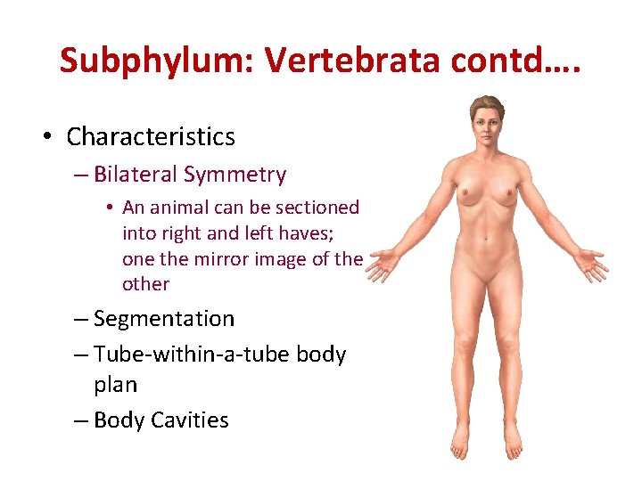 Subphylum: Vertebrata contd…. • Characteristics – Bilateral Symmetry • An animal can be sectioned