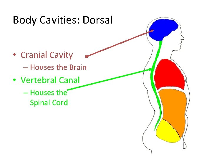 Body Cavities: Dorsal • Cranial Cavity – Houses the Brain • Vertebral Canal –