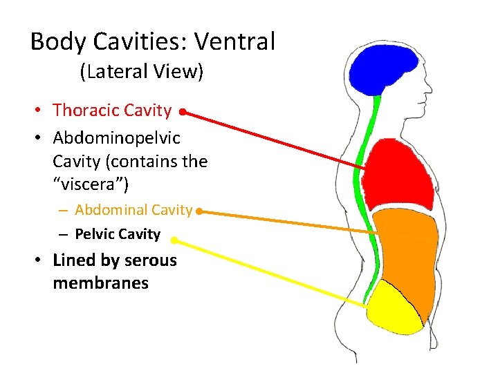 Body Cavities: Ventral (Lateral View) • Thoracic Cavity • Abdominopelvic Cavity (contains the “viscera”)