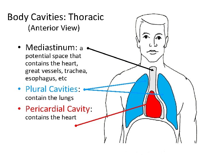 Body Cavities: Thoracic (Anterior View) • Mediastinum: a potential space that contains the heart,