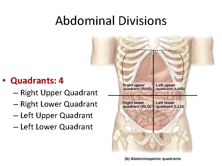 Abdominal Divisions • Quadrants: 4 – Right Upper Quadrant – Right Lower Quadrant –