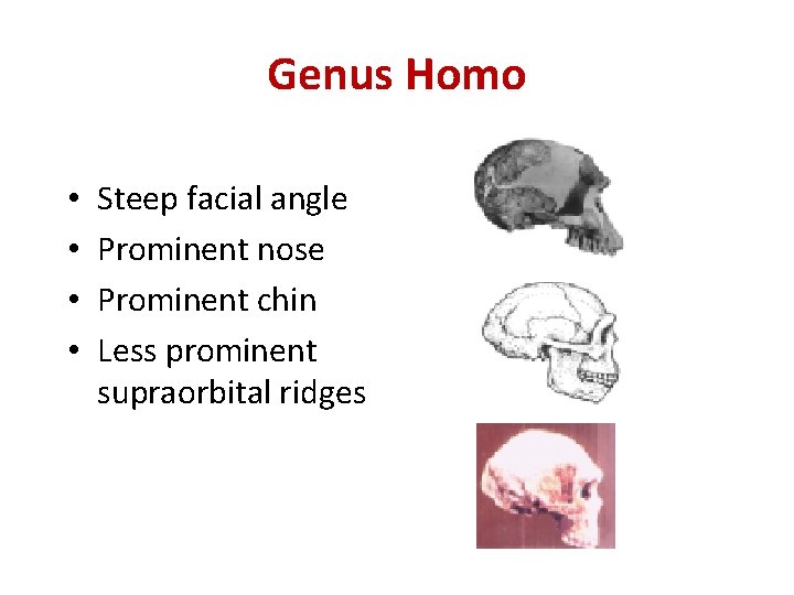 Genus Homo • • Steep facial angle Prominent nose Prominent chin Less prominent supraorbital