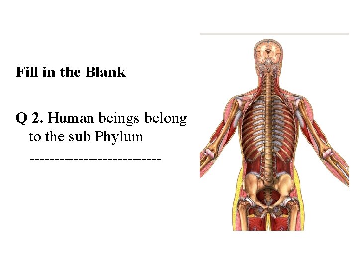 Fill in the Blank Q 2. Human beings belong to the sub Phylum --------------