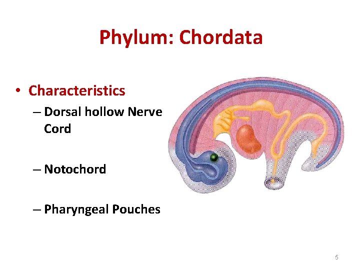 anatomy of a chordate