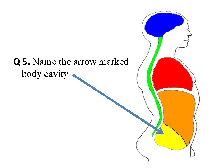 Q 5. Name the arrow marked body cavity 