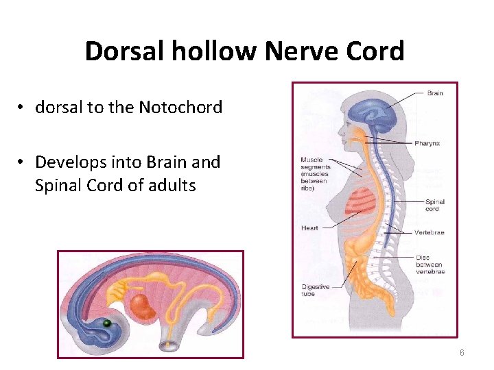 Dorsal hollow Nerve Cord • dorsal to the Notochord • Develops into Brain and