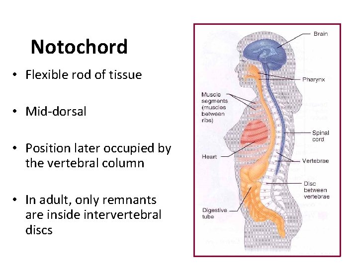 Notochord • Flexible rod of tissue • Mid-dorsal • Position later occupied by the