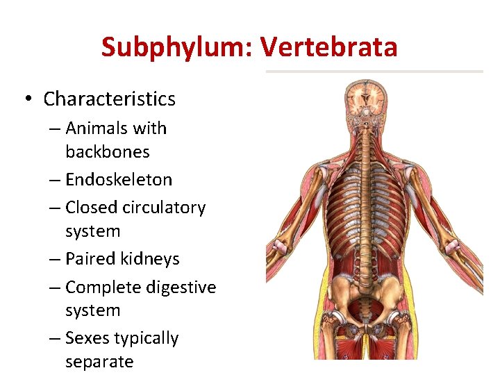 Subphylum: Vertebrata • Characteristics – Animals with backbones – Endoskeleton – Closed circulatory system