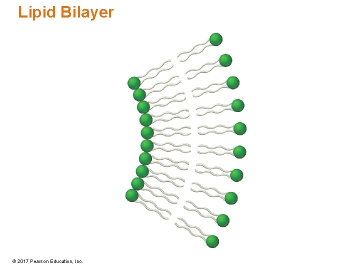 Lipid Bilayer © 2017 Pearson Education, Inc. 