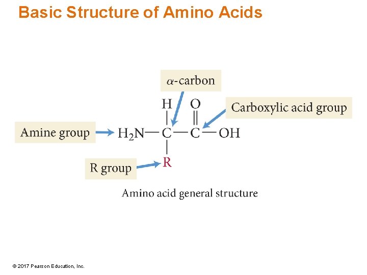 Basic Structure of Amino Acids © 2017 Pearson Education, Inc. 