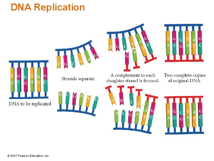 DNA Replication © 2017 Pearson Education, Inc. 