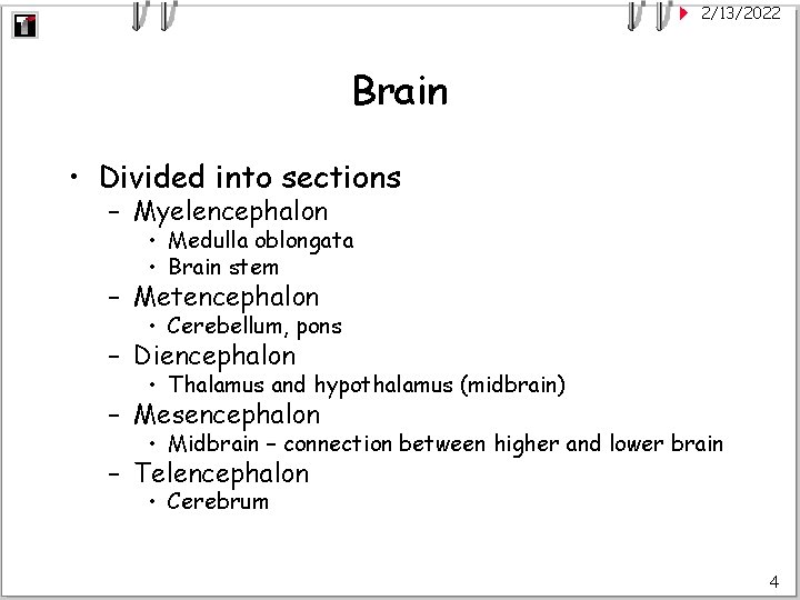 2/13/2022 Brain • Divided into sections – Myelencephalon • Medulla oblongata • Brain stem