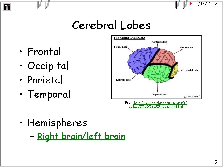 2/13/2022 Cerebral Lobes • • Frontal Occipital Parietal Temporal From: http: //www. csuchico. edu/~pmccaff/