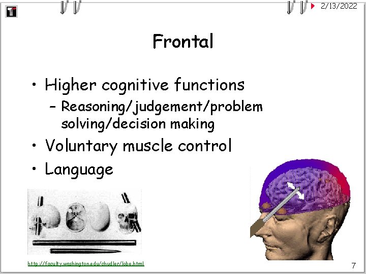 2/13/2022 Frontal • Higher cognitive functions – Reasoning/judgement/problem solving/decision making • Voluntary muscle control