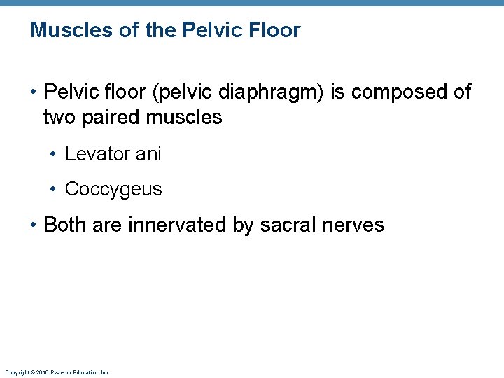 Muscles of the Pelvic Floor • Pelvic floor (pelvic diaphragm) is composed of two