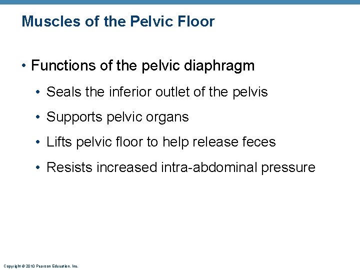 Muscles of the Pelvic Floor • Functions of the pelvic diaphragm • Seals the