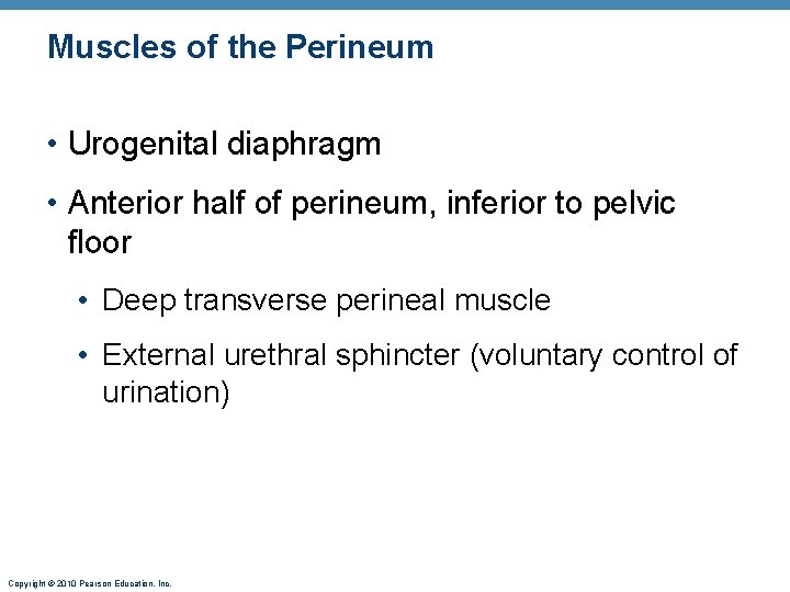 Muscles of the Perineum • Urogenital diaphragm • Anterior half of perineum, inferior to