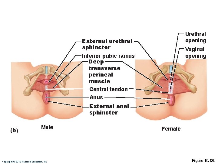 Urethral opening External urethral sphincter Vaginal opening Inferior pubic ramus Deep transverse perineal muscle