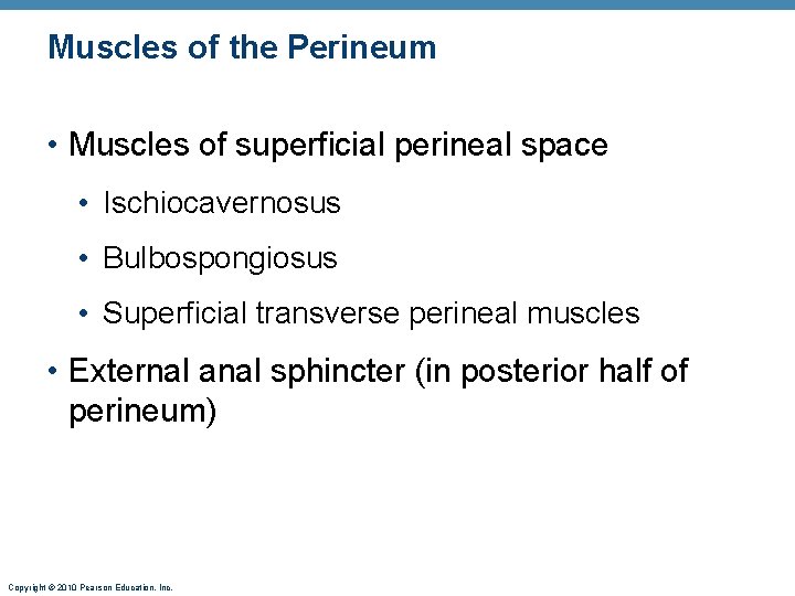 Muscles of the Perineum • Muscles of superficial perineal space • Ischiocavernosus • Bulbospongiosus