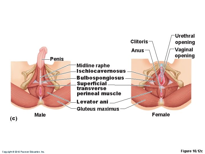 Urethral opening Vaginal opening Clitoris Anus Penis Midline raphe Ischiocavernosus Bulbospongiosus Superficial transverse perineal