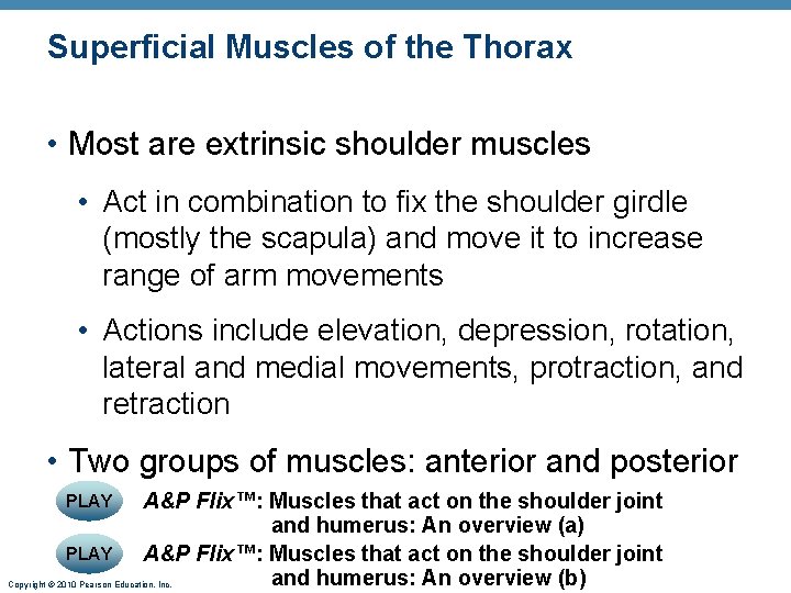 Superficial Muscles of the Thorax • Most are extrinsic shoulder muscles • Act in