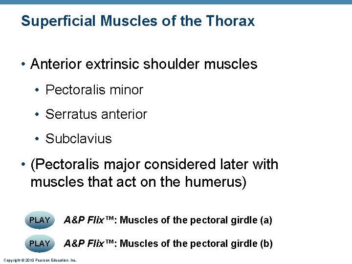 Superficial Muscles of the Thorax • Anterior extrinsic shoulder muscles • Pectoralis minor •