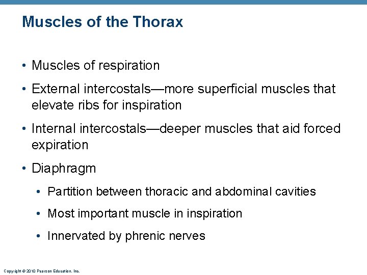 Muscles of the Thorax • Muscles of respiration • External intercostals—more superficial muscles that