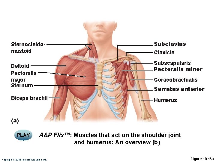 Sternocleidomastoid Subclavius Clavicle Subscapularis Pectoralis minor Deltoid Pectoralis major Sternum Coracobrachialis Serratus anterior Biceps