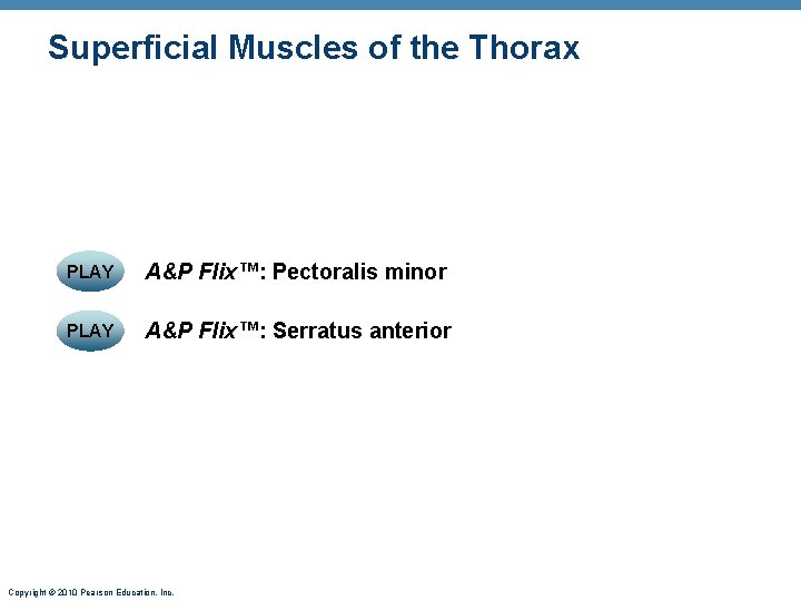 Superficial Muscles of the Thorax PLAY A&P Flix™: Pectoralis minor PLAY A&P Flix™: Serratus