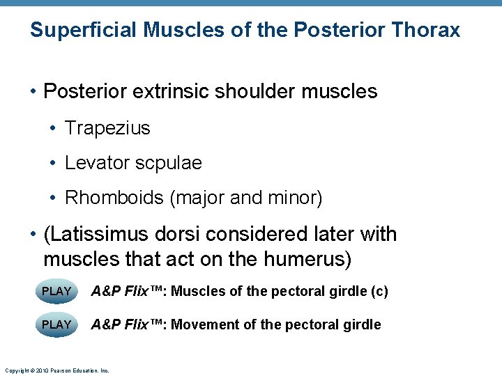 Superficial Muscles of the Posterior Thorax • Posterior extrinsic shoulder muscles • Trapezius •
