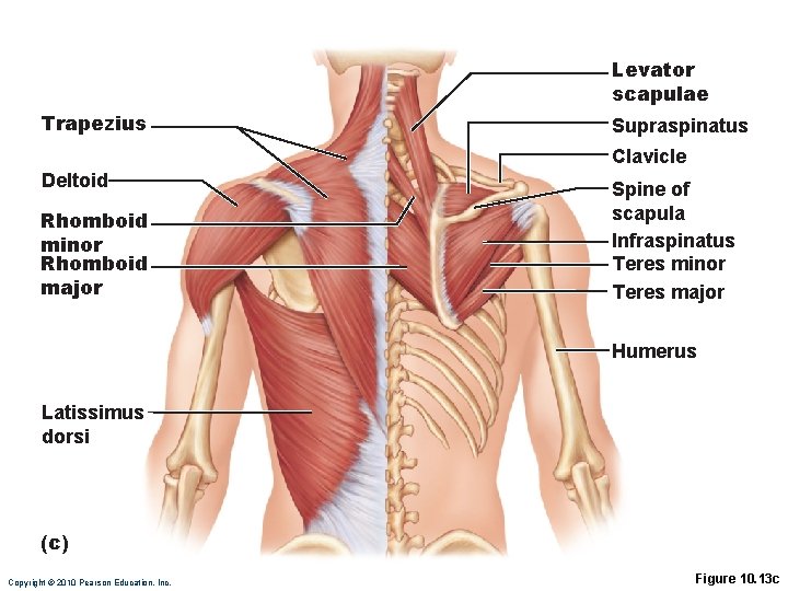 Levator scapulae Trapezius Supraspinatus Clavicle Deltoid Rhomboid minor Rhomboid major Spine of scapula Infraspinatus