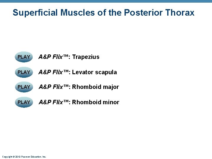 Superficial Muscles of the Posterior Thorax PLAY A&P Flix™: Trapezius PLAY A&P Flix™: Levator