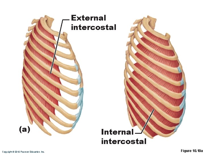 External intercostal (a) Copyright © 2010 Pearson Education, Inc. Internal intercostal Figure 10. 10