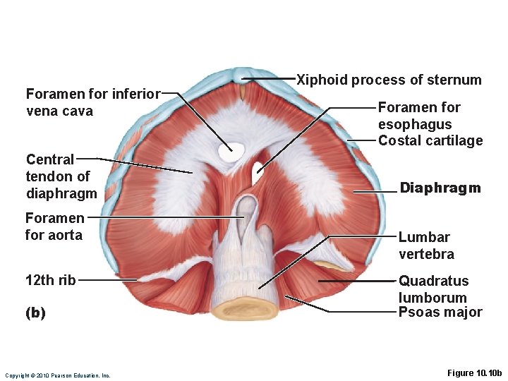 Foramen for inferior vena cava Central tendon of diaphragm Foramen for aorta 12 th