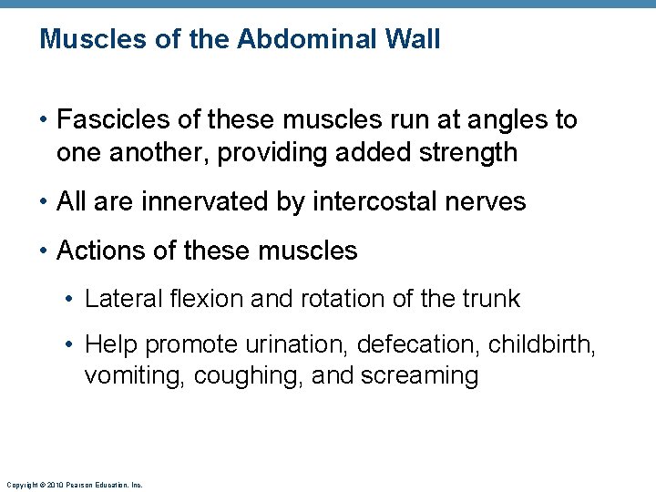 Muscles of the Abdominal Wall • Fascicles of these muscles run at angles to