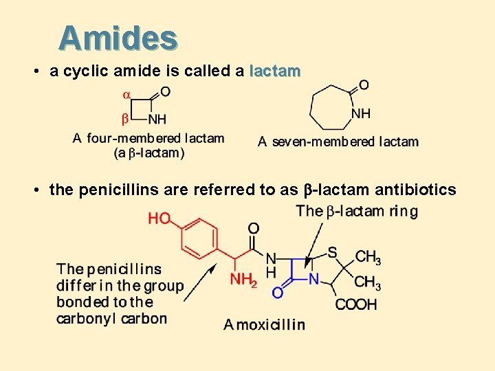 Amides • a cyclic amide is called a lactam • the penicillins are referred
