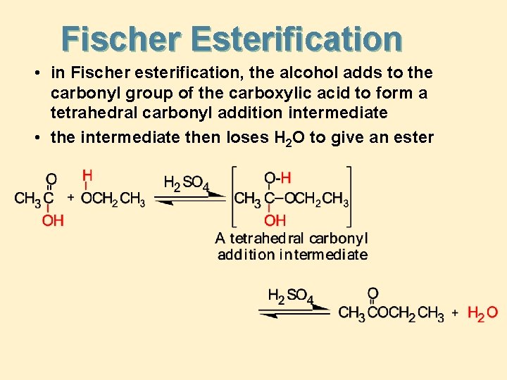 Fischer Esterification • in Fischer esterification, the alcohol adds to the carbonyl group of
