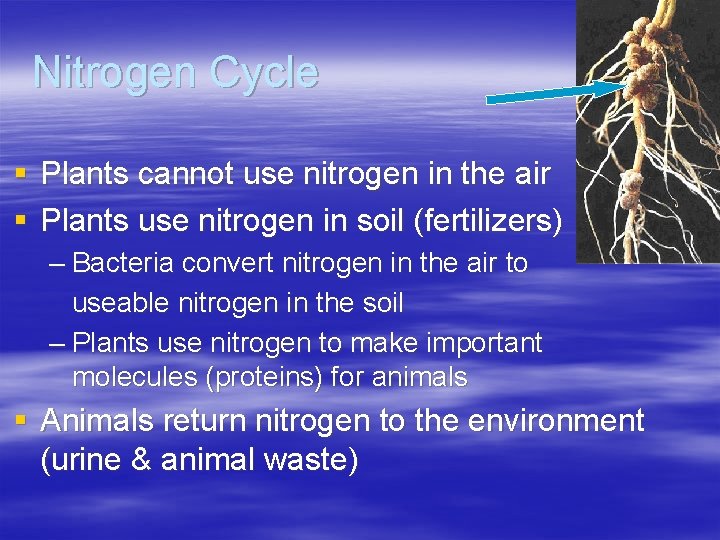 Nitrogen Cycle § Plants cannot use nitrogen in the air § Plants use nitrogen