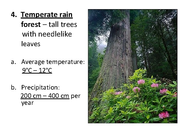 4. Temperate rain forest – tall trees with needlelike leaves a. Average temperature: 9°C
