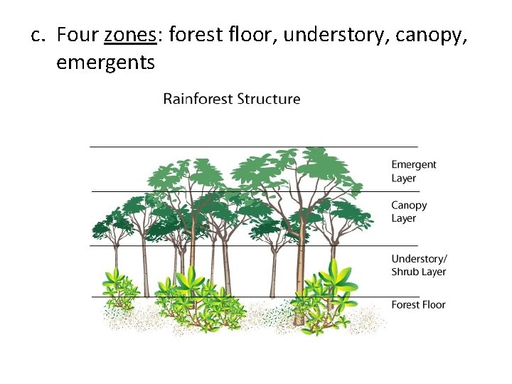 c. Four zones: forest floor, understory, canopy, emergents 