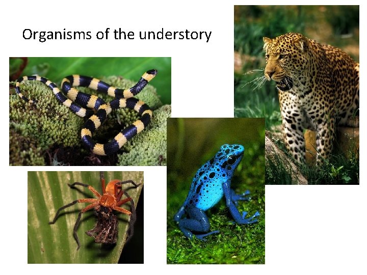 Organisms of the understory 