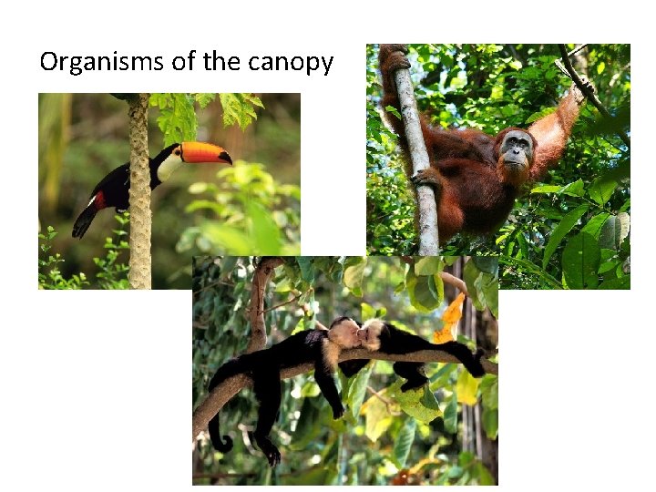 Organisms of the canopy 