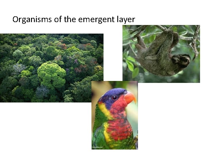 Organisms of the emergent layer 