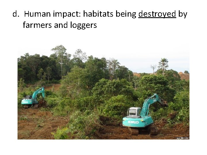 d. Human impact: habitats being destroyed by farmers and loggers 