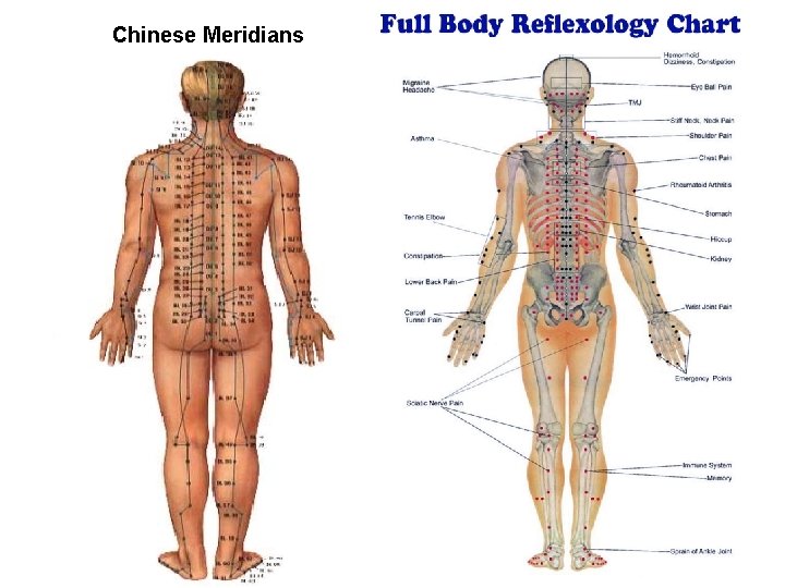 Chinese Meridians 