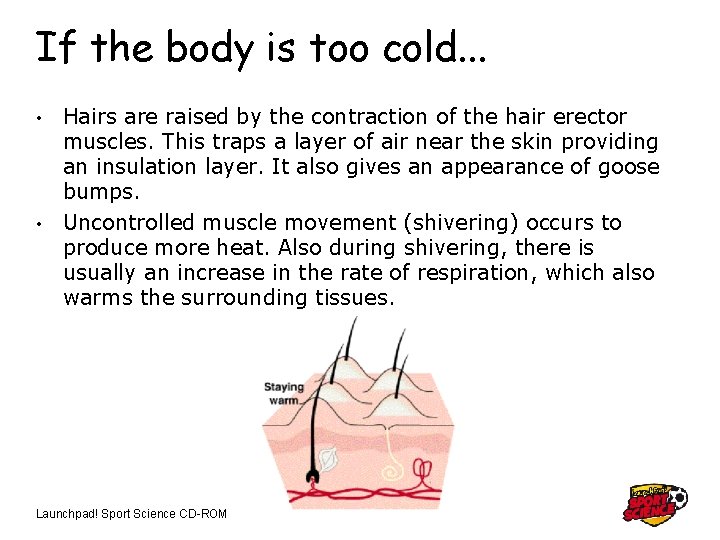 If the body is too cold. . . Hairs are raised by the contraction